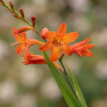 Load image into Gallery viewer, OpenPlantData Crocosmia × crocosmiiflora Babylon
