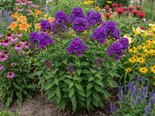 Load image into Gallery viewer, OpenPlantData Phlox Nicky
