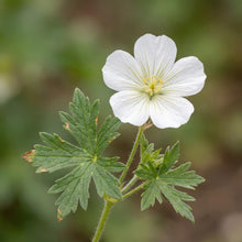 Load image into Gallery viewer, OpenPlantData Geranium Album

