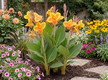 Load image into Gallery viewer, OpenPlantData Canna Taroudant
