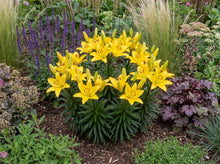 Load image into Gallery viewer, OpenPlantData Lilium Golden Matrix
