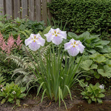 Load image into Gallery viewer, OpenPlantData Iris Ensata Kogesho
