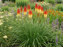 Load image into Gallery viewer, OpenPlantData Kniphofia Royal Standard
