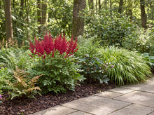 Load image into Gallery viewer, OpenPlantData Astilbe x arendsii Fanal
