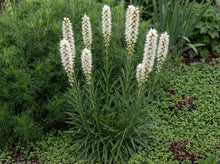 Load image into Gallery viewer, OpenPlantData Liatris Spicata Alba
