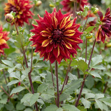 Load image into Gallery viewer, OpenPlantData Dahlia Bohemian Spartacus
