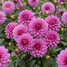Load image into Gallery viewer, OpenPlantData Dahlia Blue Bell
