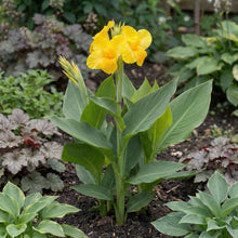 Load image into Gallery viewer, OpenPlantData Canna Tropical Yellow
