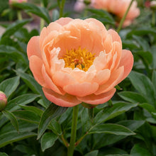 Load image into Gallery viewer, OpenPlantData Peony Lactiflora Kings Day
