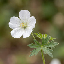Load image into Gallery viewer, OpenPlantData Geranium Album
