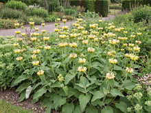 Load image into Gallery viewer, OpenPlantData Phlomis russeliana
