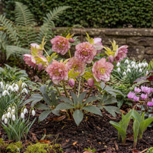 Load image into Gallery viewer, OpenPlantData Helleborus hybridus Double Ellen Picotee
