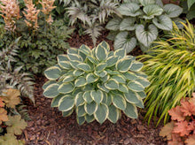 Load image into Gallery viewer, OpenPlantData Hosta Mighty Mouse
