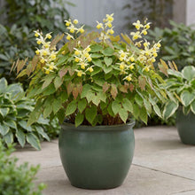 Load image into Gallery viewer, OpenPlantData Epimedium versicolor Sulphureum
