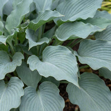 Load image into Gallery viewer, OpenPlantData Hosta Skywriter
