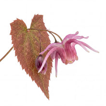 Load image into Gallery viewer, OpenPlantData Epimedium Pretty in Pink
