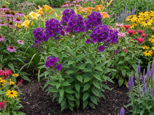 Load image into Gallery viewer, OpenPlantData Phlox Nicky
