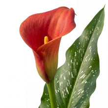 Load image into Gallery viewer, OpenPlantData Calla Bloody Mary
