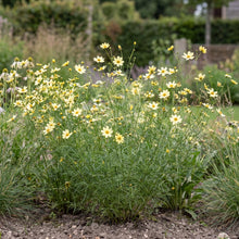 Load image into Gallery viewer, OpenPlantData Coreopsis verticillata Moonbeam
