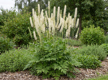 Load image into Gallery viewer, OpenPlantData Actaea racemosa

