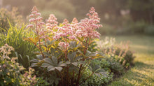 Load image into Gallery viewer, OpenPlantData Rodgersia pinnata Superba

