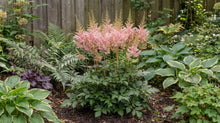 Load image into Gallery viewer, OpenPlantData Astilbe Satin Pearls
