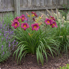Load image into Gallery viewer, OpenPlantData Hemerocallis Purple Doro
