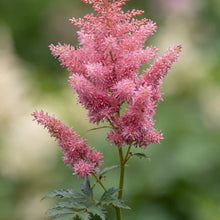 Load image into Gallery viewer, OpenPlantData Astilbe chinensis Vision in Pink
