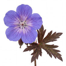 Load image into Gallery viewer, OpenPlantData Geranium Kaya
