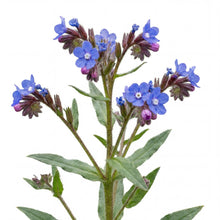 Load image into Gallery viewer, OpenPlantData Anchusa Loddon Royalist
