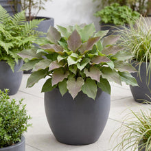 Load image into Gallery viewer, OpenPlantData Hosta First Blush

