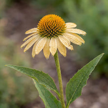 Load image into Gallery viewer, OpenPlantData Echinacea purpurea Mellow Yellows
