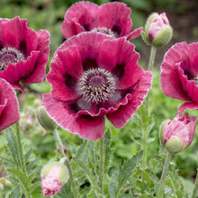 Load image into Gallery viewer, OpenPlantData Papaver Oriental Group Harlem
