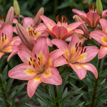 Load image into Gallery viewer, OpenPlantData Lilium Fancy Dance
