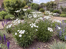 Load image into Gallery viewer, OpenPlantData Achillea ptarmica Diadem
