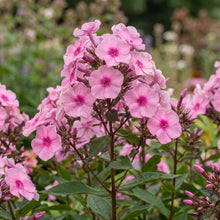 Load image into Gallery viewer, OpenPlantData Phlox Larissa
