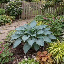 Load image into Gallery viewer, OpenPlantData Hosta Skywriter
