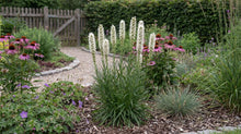 Load image into Gallery viewer, OpenPlantData Liatris Spicata Alba
