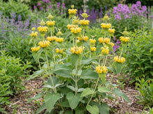 Load image into Gallery viewer, OpenPlantData Phlomis russeliana

