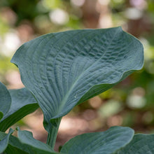 Load image into Gallery viewer, OpenPlantData Hosta Big Daddy

