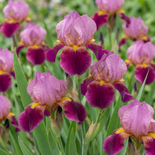 Load image into Gallery viewer, OpenPlantData Iris Sibirica Miss Apple

