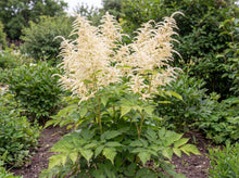 Load image into Gallery viewer, OpenPlantData Aruncus dioicus

