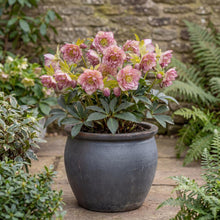Load image into Gallery viewer, OpenPlantData Helleborus hybridus Double Ellen Picotee
