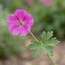 Load image into Gallery viewer, OpenPlantData Geranium Max Frei
