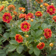 Load image into Gallery viewer, OpenPlantData Potentilla Arc-en-ciel
