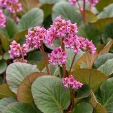 Load image into Gallery viewer, OpenPlantData Bergenia Winterglow
