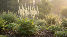 Load image into Gallery viewer, OpenPlantData Actaea racemosa
