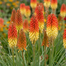 Load image into Gallery viewer, OpenPlantData Kniphofia Royal Standard
