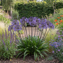 Load image into Gallery viewer, OpenPlantData Agapanthus Black Buddha
