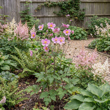 Load image into Gallery viewer, OpenPlantData Anemone September Charm
